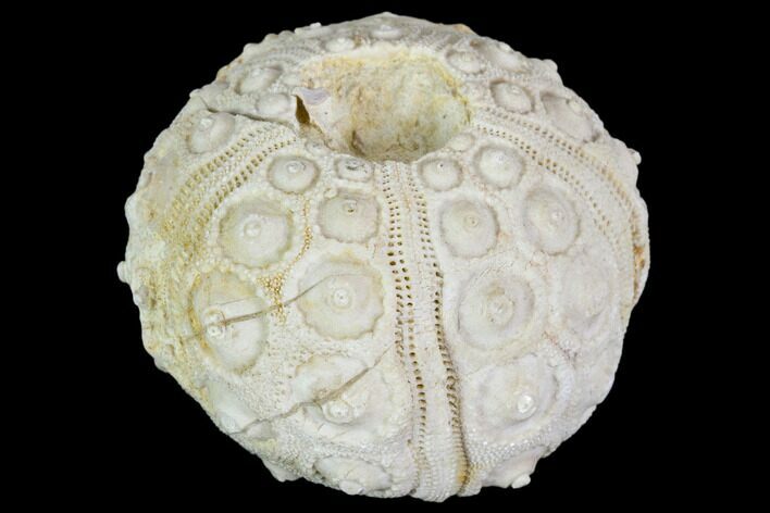 Fossil Sea Urchin (Drocidaris) - Morocco #104496